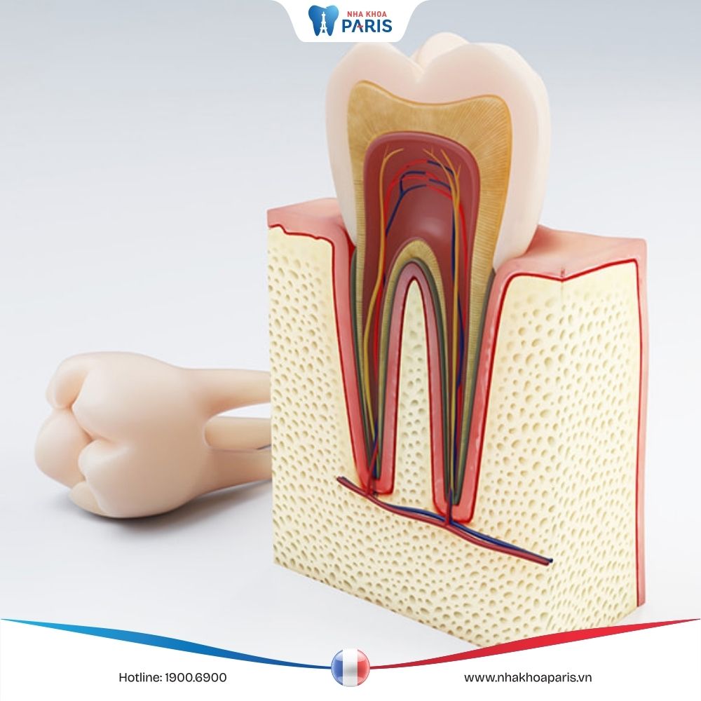 Tủy răng là gì? Cấu tạo và chức năng quan trọng của tủy răng